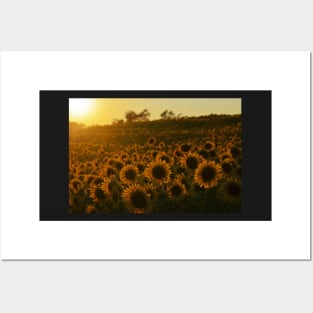 Colby Farms Sunflower Field Newbury MA Sunset Posters and Art